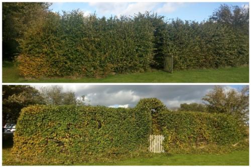 Hedges Trimmed